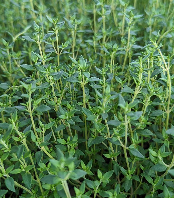 1G THYMUS VULGARIS- ENGLISH  THYME 1001310