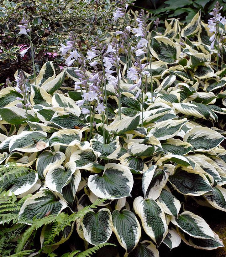 1G Hosta 'Patriot' Patriot Hosta 1000852