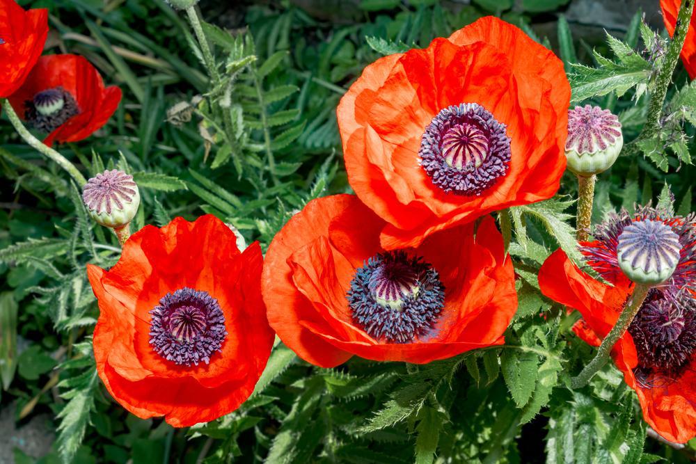 1G Papaver orientale 'Brilliant' Brilliant Oriental Poppy 1000687