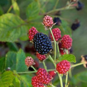 2G Rubus Bushel and Berry® 'Baby Cakes' ('APF-236T') Baby Cakes® Dwarf Thornless Blackberry: Patent PP27032 1008158