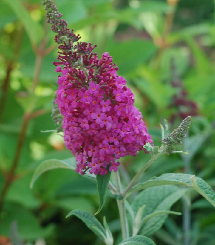 3G Buddleia x 'Miss Ruby' Miss Ruby Butterfly Bush: Patent PP19,950 1004452