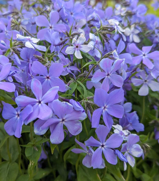 1G Phlox divaricata 'Blue Moon' Blue Moon Woodland Phlox 1005360