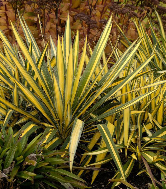 2G Yucca filamentosa 'Color Guard' Color Guard Yucca 1002361