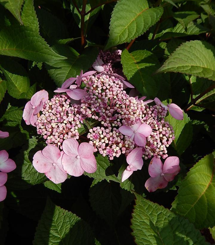 3G Hydrangea mac. 'Endless Summer Twist-N-Shout' ('PIIHM-I') E.S Twist-N-Shout® Hydrangea: Patent PP20176 1007508 Bigleaf Mophead