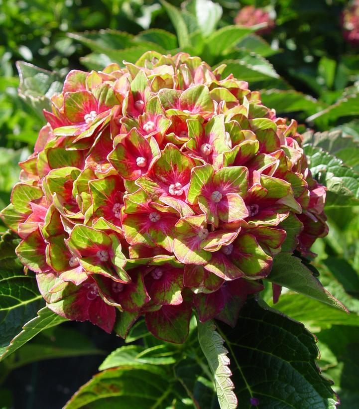 3G Hydrangea mac. 'Next Generation Pistachio' ('Horwack') Pistachio Hydrangea: Patent PP25,577 1012208