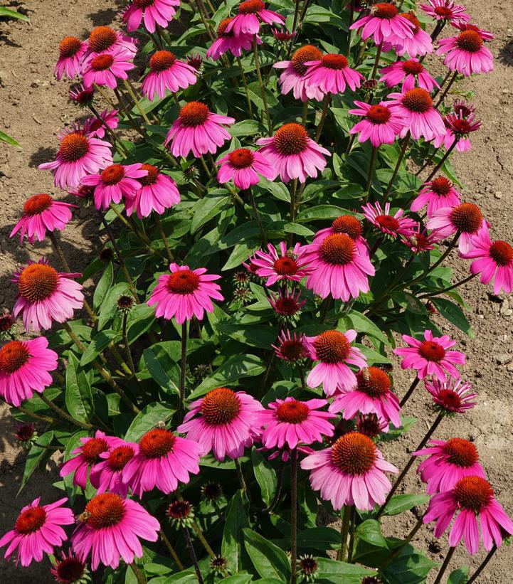 2G Echinacea Sombrero® 'Rosada' Rosada Coneflower: Patent PPAF