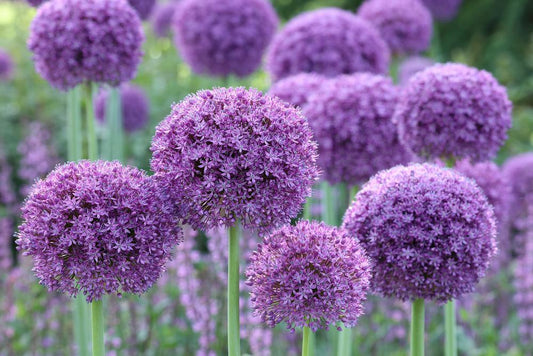 Netherland Bulb Company - Allium Gladiator in VP 16/18cm - 1155100690 VP31