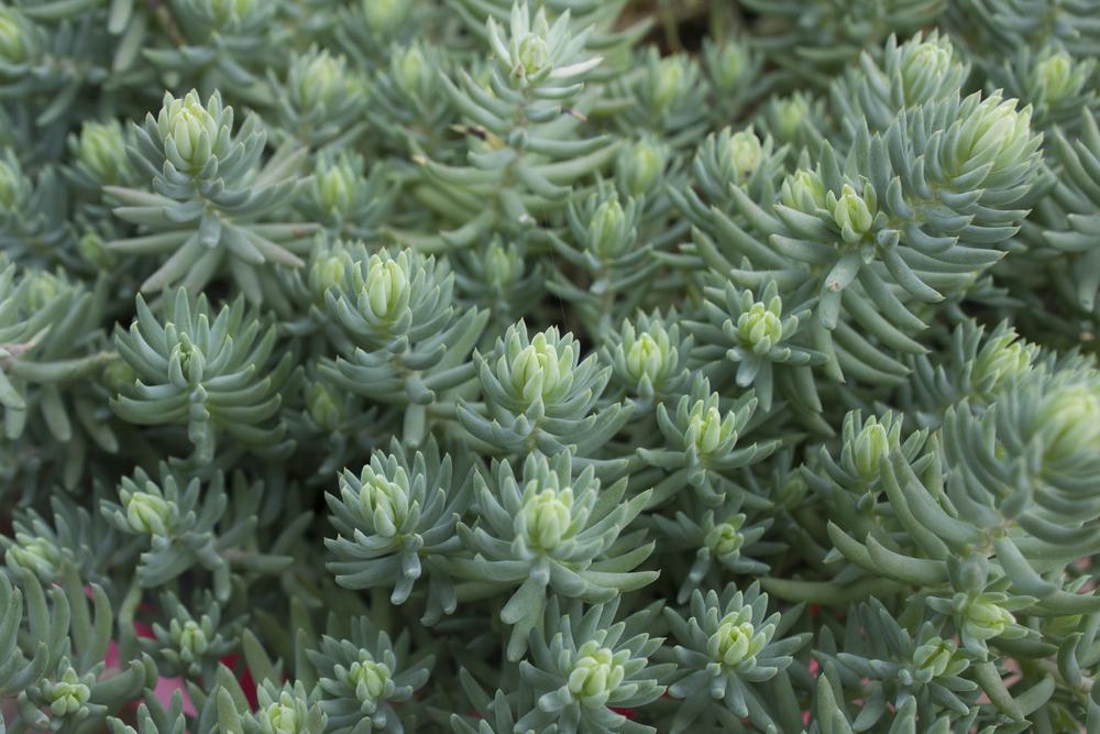 3" Sedum reflexum Blue Spruce Stonecrop -  1004517