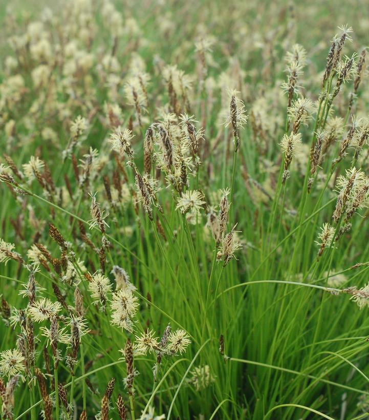 1G Carex pensylvanica Pennsylvania Sedge 1003351