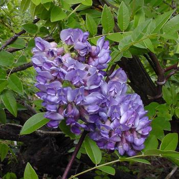 2G Wisteria Fruit 'Amethyst Falls' AB Amethyst Falls American Wisteria 1003913