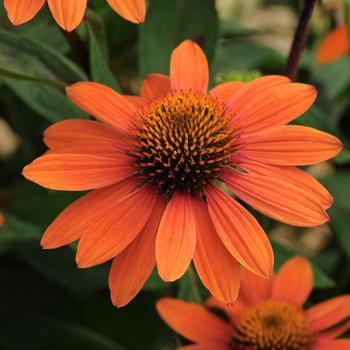 2G Echinacea Sombrero 'Adobe Orange' ('Balsomador') Adobe Orange Coneflower: Patent PP26,639