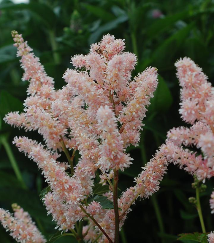 1G Astilbe 'Peach Blossom' Peach Blossom Astilbe (False Spiraea) 1000439