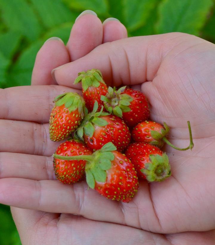 1G STRAWBERRY 'TRISTAN' Tristan Strawberry 1005617