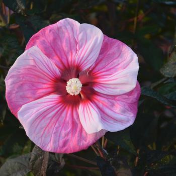 3G Hibiscus Summerific 'Cherry Choco Latte' - Rose Mallow - 1009314