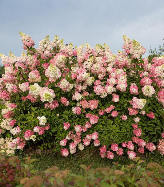 3G Hydrangea pan. 'Berry White' ('Renba') Berry White® Hydrangea: Patent PP28,509 1009931