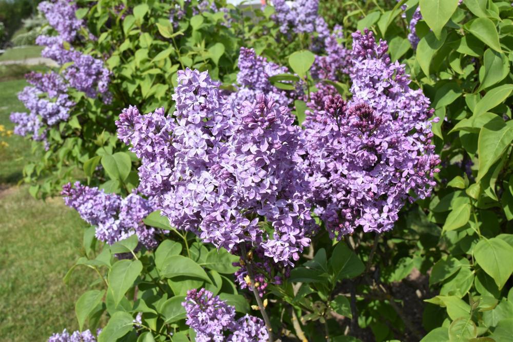 5G Syringa vulgaris 'Lavender Lady' Lavender Lady Lilac 1010013