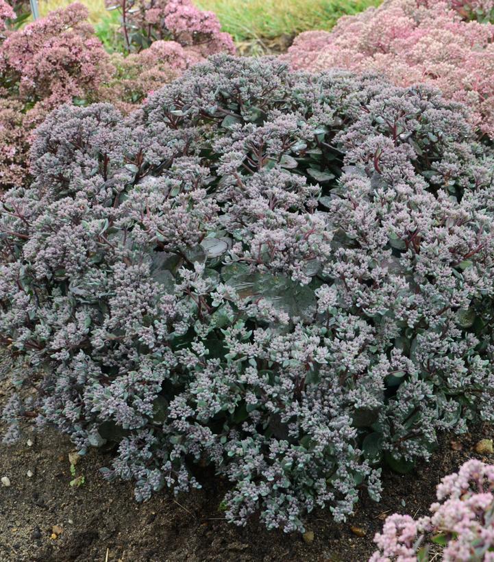 1G Sedum hybrid Rock 'N Grow® 'Superstar' Rock 'N Grow® Superstar Stonecrop: Patent PPAF 1009798