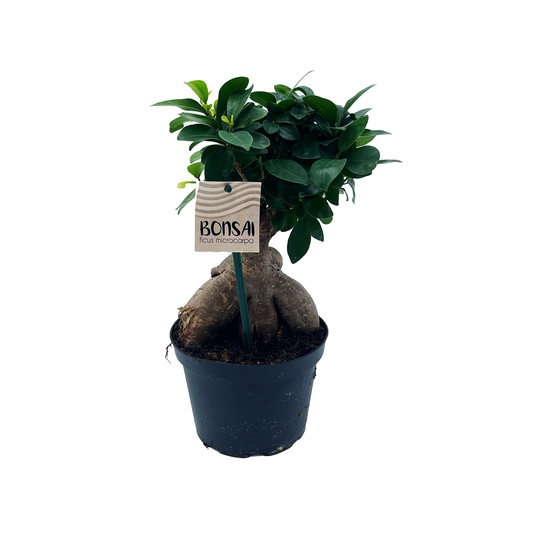 6" Ficus Microcarpa G3363