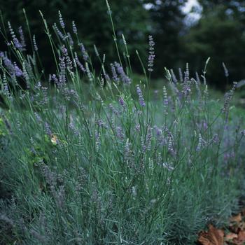 1G Lavender Provence Perennial