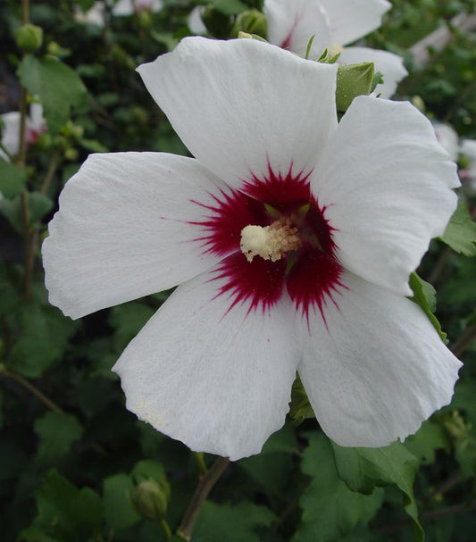 3G Hibiscus syriacus 'Red Heart' Red Heart Rose of Sharon 1001071