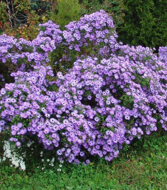 2G Aster oblongifolius 'Raydon's Favorite' Raydon's Favorite Aromatic Aster 1010734