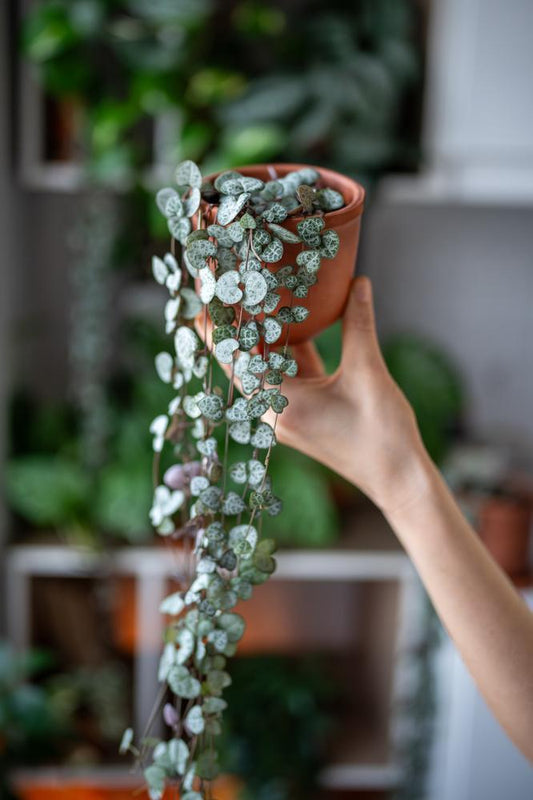 4" Ceropegia Woodii String of Hearts