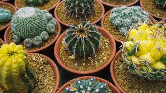 2.5" Cacti Assorted Varieties