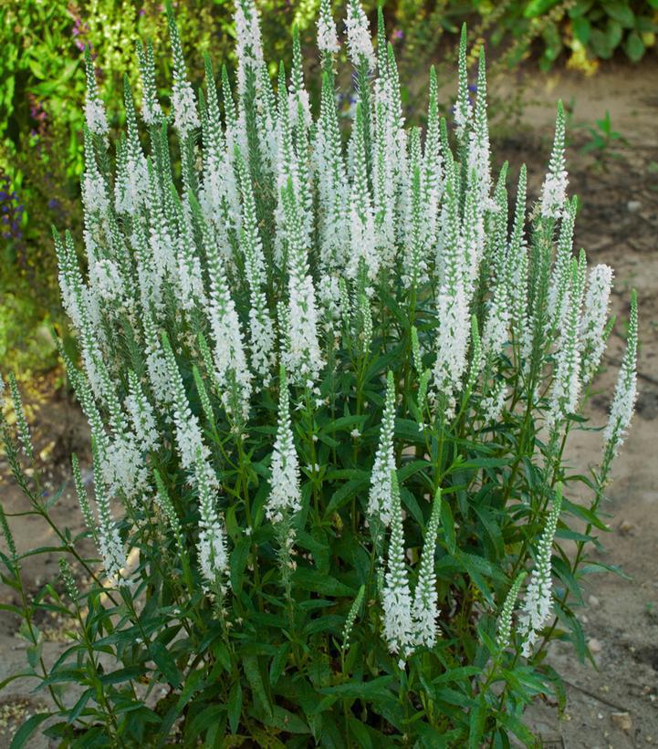 1G Veronica hybrid Magic Show 'White Wands' White Wands Spike Speedwell: Patent PP27,632 1009794