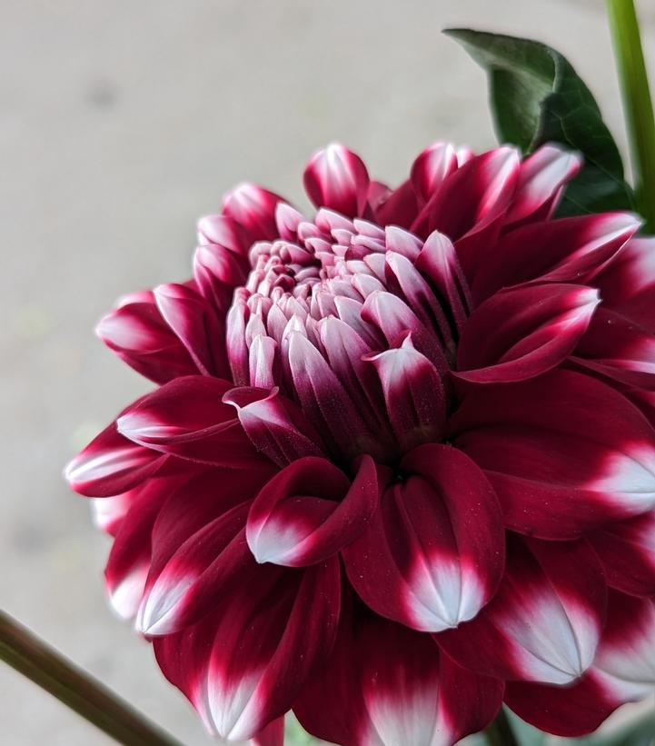 12" Dahlia 'Checkers' Checkers Dahlia (RED/WHITE) 1014603