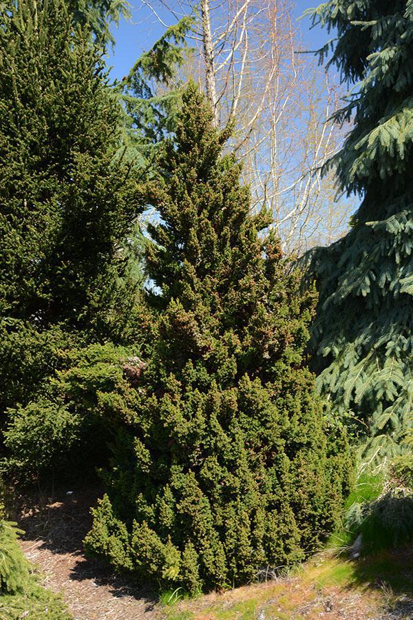 5G Cryptomeria japonica 'Black Dragon' Black Dragon Japanese Cedar