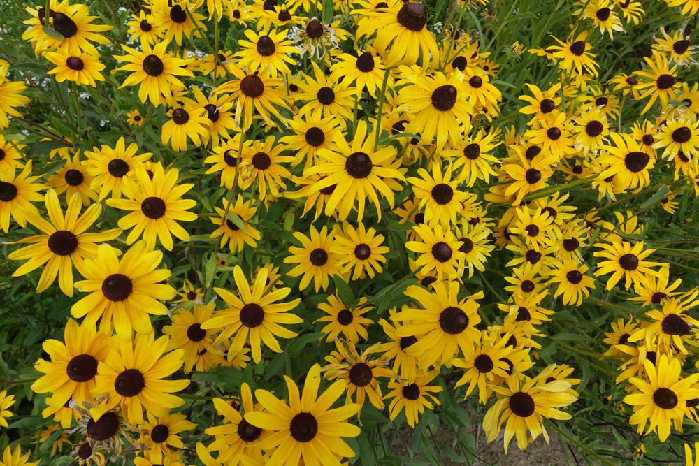 1G Echinacea 'Eye-catcher Canary' Canary Coneflower: Patent PPAF 1011649