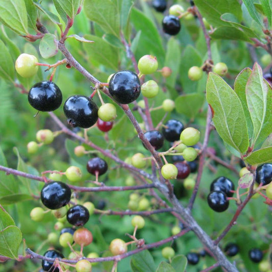 1G Gaylussacia Baccata - Black Hucklberry - 1006839