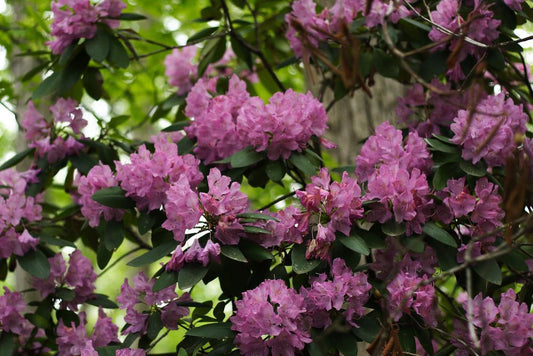 3G Rhododendron cat. 'English Roseum' English Roseum Rhododendron 1000165