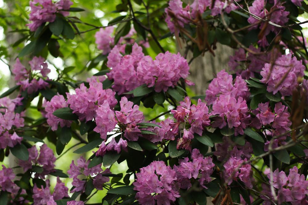 5G Rhododendron cat. 'English Roseum' English Roseum Rhododendron 1000549