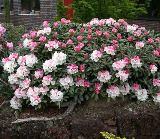 2G RHODODENDRON 'YAK. Princess' Yaku Princess Rhododendron 1000250