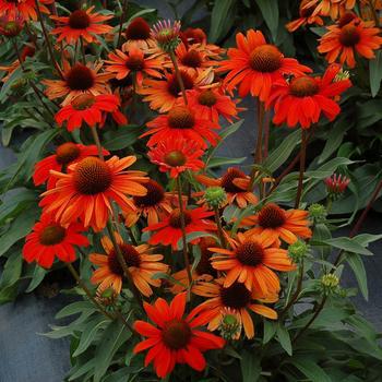 8" Echinacea KISMET INTENSE Orange PT (Coneflower) 1009714