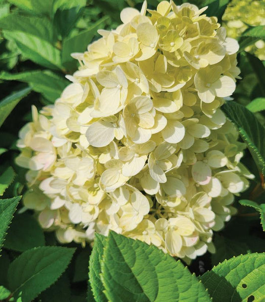 8" Hydrangea pan. 'Little Lime Punch' ('SMNHPH') Little Lime Punch® Panicle Hydrangea: Patent PP33207 1014146