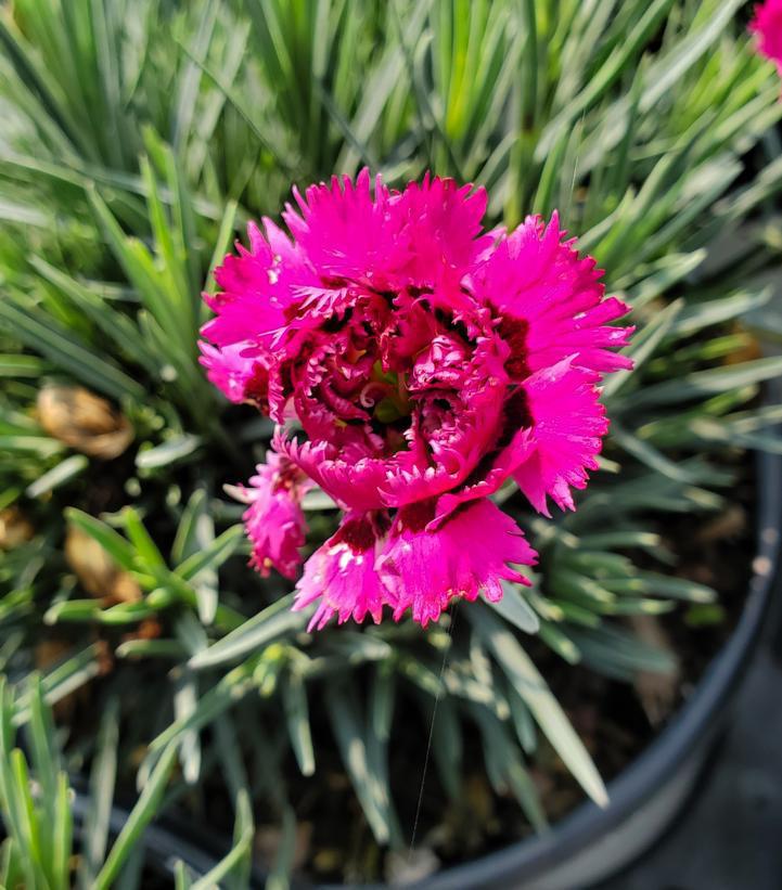 1G Dianthus hybrid Fruit Punch® 'Spiked Punch' Pinks: Patent PP28,635 1008840