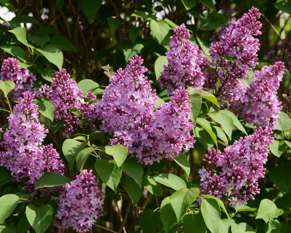 5G Syringa X hyacinthiflora 'Declaration' Declaration Lilac 1005647