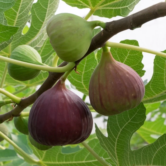 3G FICUS CARICA 'BENSONHURST' Bensonhurst purple Fig 1007916