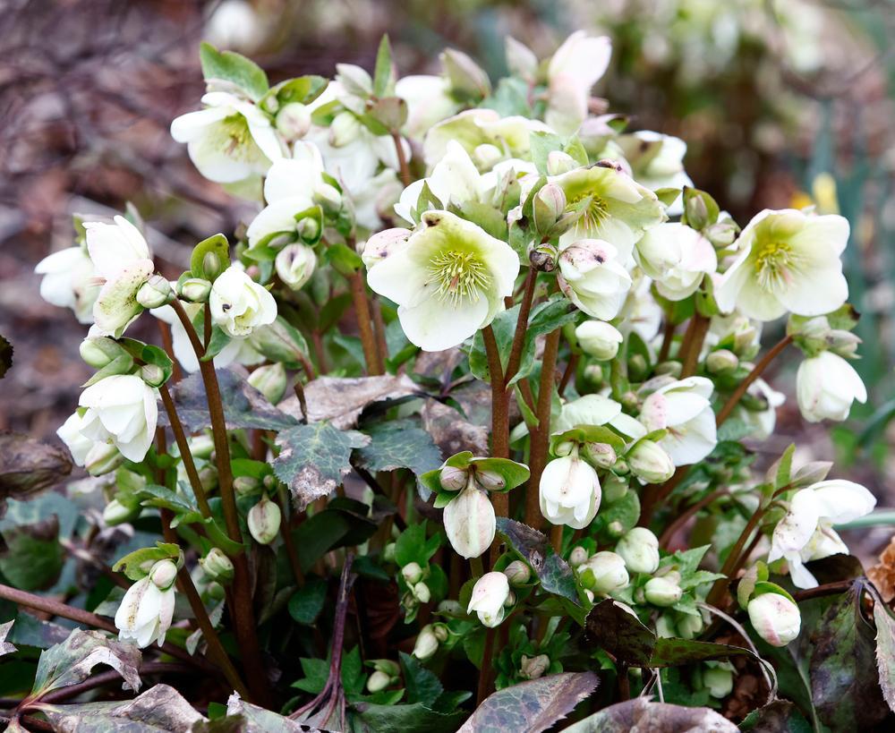 8" Helleborus Frostkiss® 'Molly's White' Molly's White Lenten Rose: Patent PP25,685 1009832