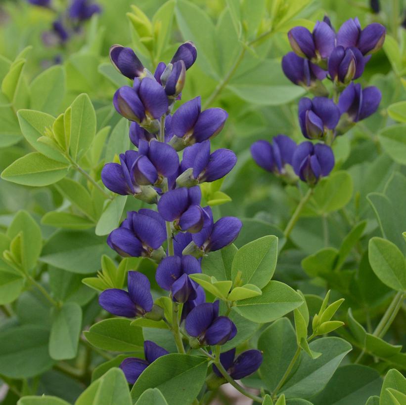 1G Baptisia hybrid Decadence® 'Sparkling Sapphires' Sparkling Sapphires False Indigo: Patent PPAF 1008772