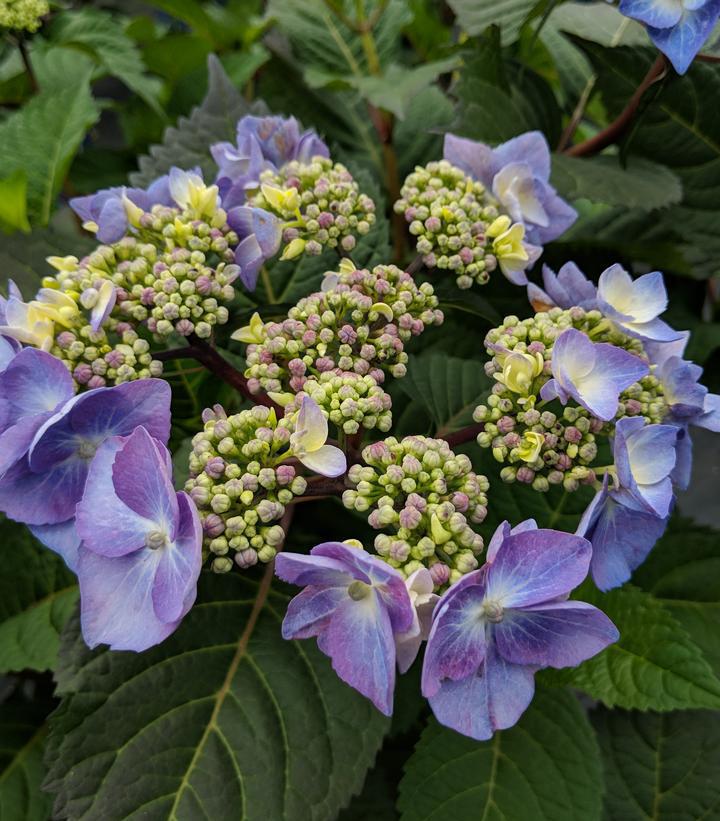 3G Hydrangea mac. 'Endless Summer Twist-N-Shout' ('PIIHM-I') E.S Twist-N-Shout® Hydrangea: Patent PP20176 1007508 Bigleaf Mophead