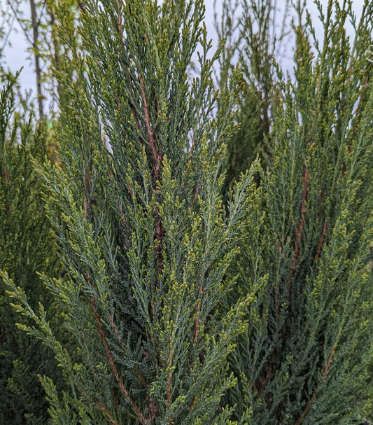 15G JUNIPERUS VIRGINIANA `BLUE ARROW` Blue Arrow Red Cedar 1009395