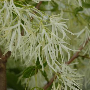 7G CHIONANTHUS VIRGINICUS (Fringe Tree) White Fringetree 1000576