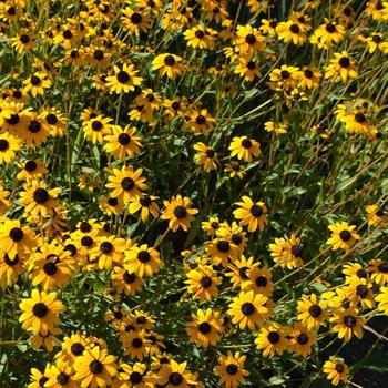 2G Rudbeckia Var. Fulgida - Black Eyed Susan - 1005379