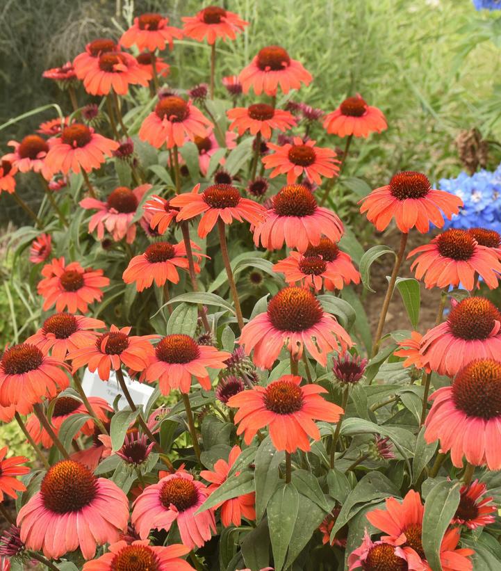 1G Echinacea Eye-Catcher™ 'Tanager' Tanager Coneflower 1013392