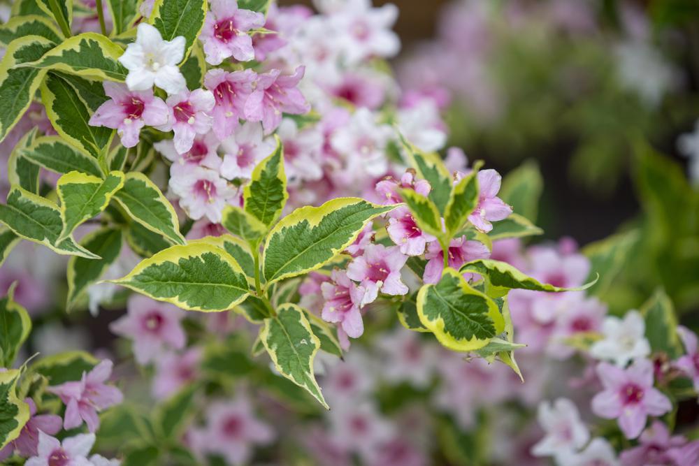 3G Weigela florida 'Variegata' Variegated Weigela 1000129