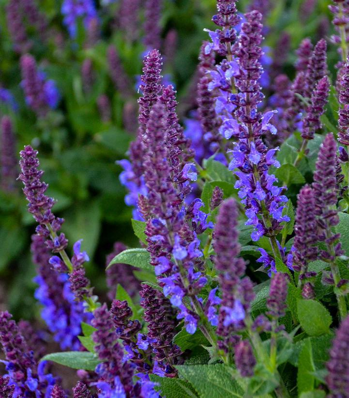 1G Salvia nemerosa 'Violet Profusion' 'Violet Profusion' Perennial Salvia: Patent PPAF 1010949