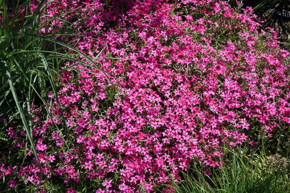 Quart Perennial Phlox Subulata Red Full Sun